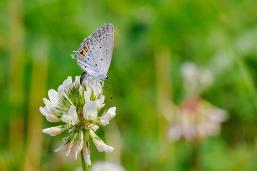 Photo, early summer, butterfly, short-tailed blue, 