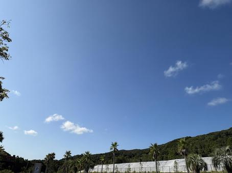 椰子の木と広がる青空 椰子の木と広がる青空の写真
