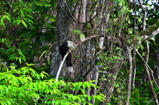 Photo, the hornbill, rhinoceros, hornbill, 