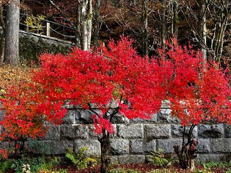 映える赤 紅葉,秋,真っ赤の写真素材