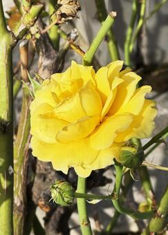 黄色い花 黄色い花,薔薇,黄色の写真素材