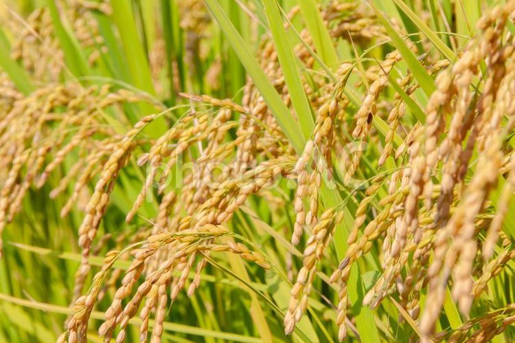 稲刈り直前の稲穂 4 秋の味覚,新米,コメの写真素材