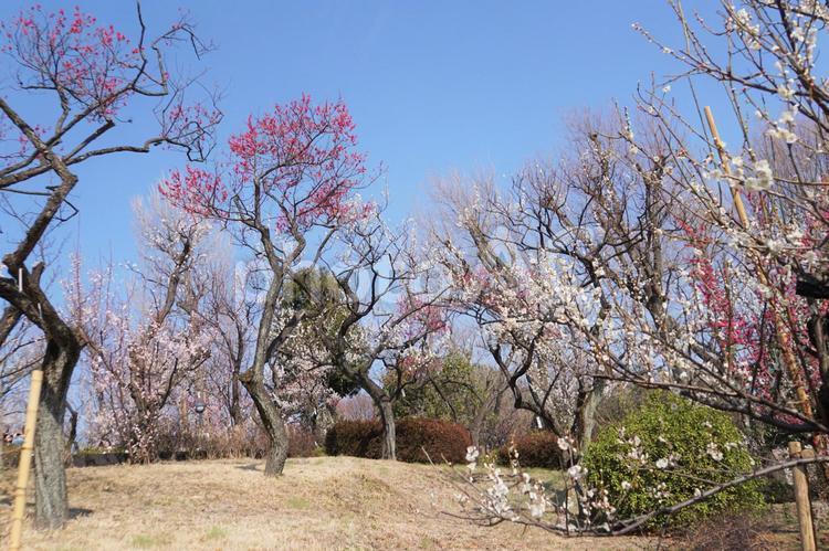 梅園 梅園,羽根木公園,世田谷区の写真素材