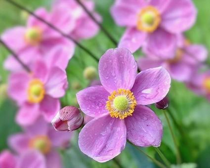 秋明菊 シュウメイギク,秋,多年草の写真素材