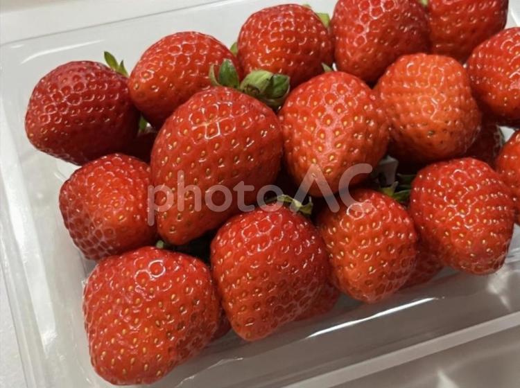 いちご　ゆうべに 1パック,ヘタ付き,strawberryの写真素材
