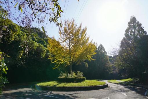 黄葉したイチョウの木 イチョウ,木,ギンナンの写真素材