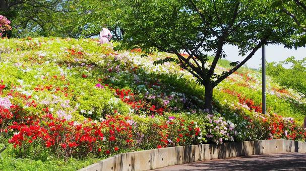 Nagisa Park in Spring: Azaleas and Fresh Greenery (Edogawa Ward), JPG