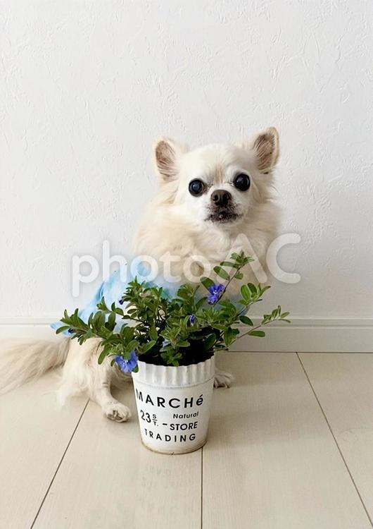 おすわりしているチワワとお花 チワワ,ロングコートチワワ,犬の写真素材