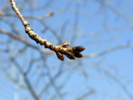2月中旬、まだ閉じたままの桜のツボミ 2月中旬、まだ閉じたままの桜のツボミ ツボミ,木,桜の写真素材
