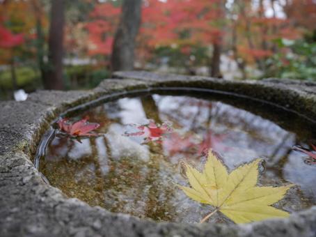 水に浮かぶ紅葉 日本,秋,紅葉の写真素材