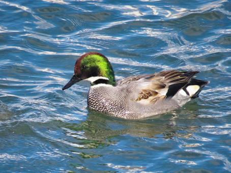 優雅に泳ぐヨシガモのオス ヨシガモ,野鳥,動物の写真素材