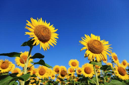 ひまわりの写真