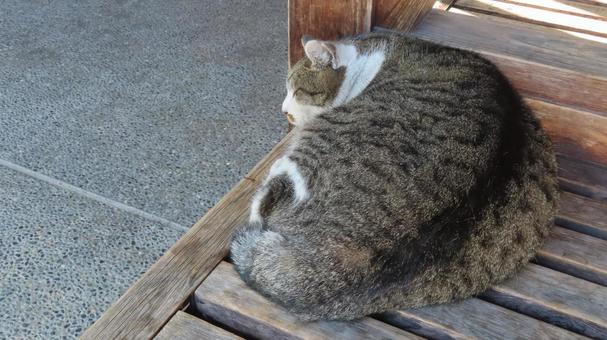 ベンチでのお昼寝が日課のあざと過ぎる猫様 猫,キジシロ,眠り猫の写真素材