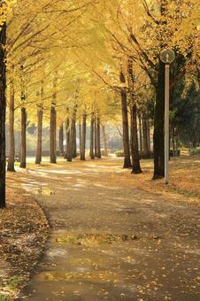 つくば市の科学万博記念公園の銀杏並木 科学万博記念公園,銀杏並木,イチョウの写真素材