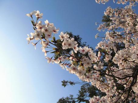 桜と青空 桜と青空の写真