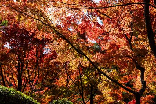 高野山の紅葉 高野山,紅葉,山岳の写真素材