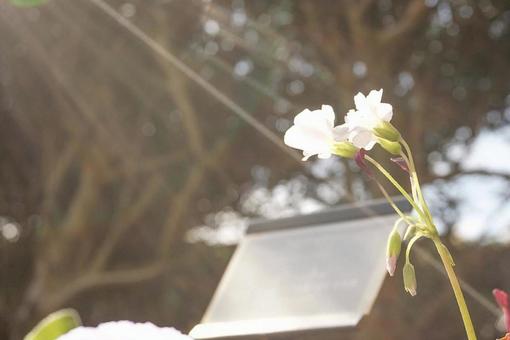 光に照らされた白い花 光に照らされた白い花の写真