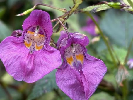 ツリフネソウ ツリフネソウの写真