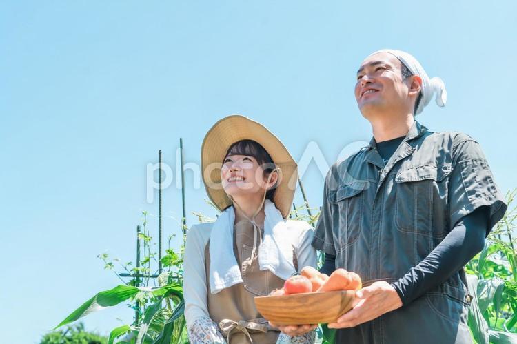 農業・農家・家庭菜園をする男女（野菜） 農業,農家,家庭菜園の写真素材