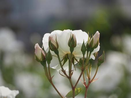 白いバラ　アイスバーグ　つぼみ⑩ バラ,薔薇,花の写真素材