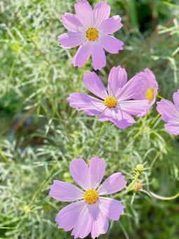 コスモス 花,フラワー,コスモスの写真素材