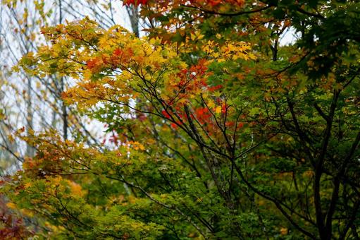 紅葉の訪問の季節 紅葉の訪問の季節 紅葉,もみじ,黄色の写真素材