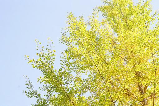 Photo, yellow leaves, wood, autumn leaves, 