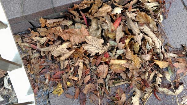 落ち葉 落ち葉,枯れ葉,秋の写真素材