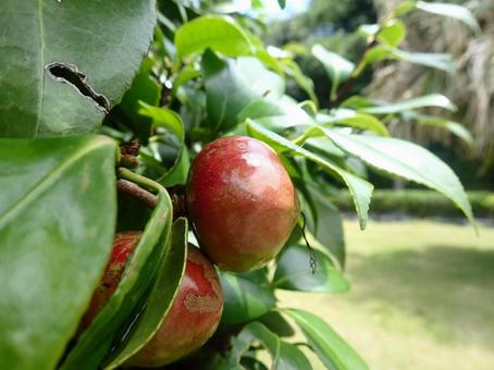Photo, camellia seeds, natural, camellia, 