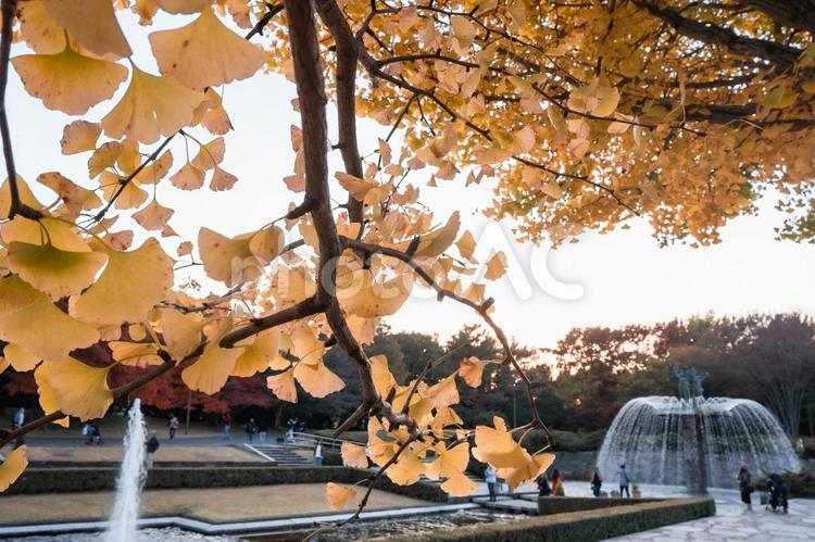 いちょうが見頃を迎えた昭和記念公園 昭和記念公園,いちょう,イチョウの写真素材