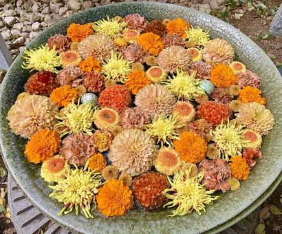 色鮮やかな花手水21 花手水,はなちょうず,手水舎の写真素材