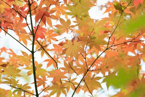 紅葉 紅葉の写真