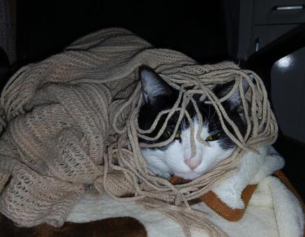 猫 猫,ネコ,ねこの写真素材