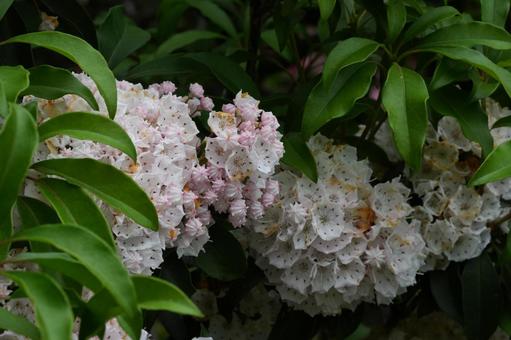 カルミア(アメリカシャクナゲ) カルミア(アメリカシャクナゲ) カルミア,アメリカシャクナゲ,春の花の写真素材