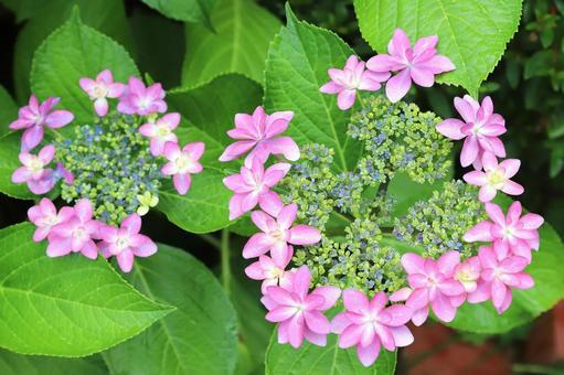 ガクアジサイ ガクアジサイ 植物,花,紫陽花の写真素材