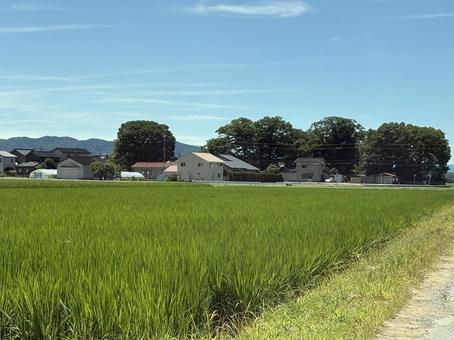 田んぼと家 田んぼと家の写真