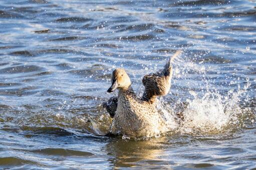 オナガガモの水浴び⑶ カモ,オナガガモ,メスの写真素材