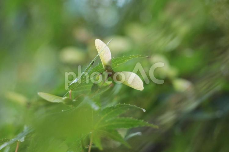 もみじの種（ヘリコプター） もみじ,種,ヘリコプターの写真素材