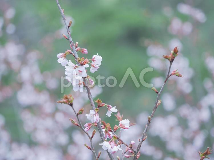 橋から見下ろす山桜と玉ボケ 桜,サクラ,花の写真素材