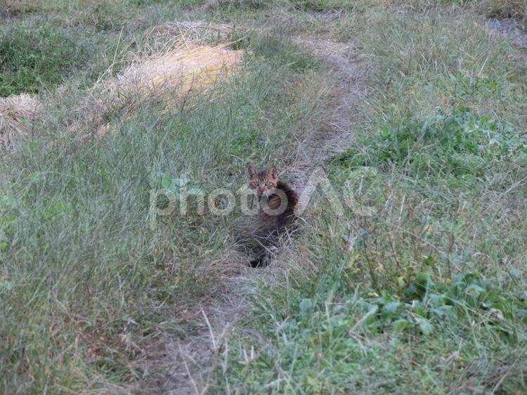野良猫と草むら ねこ,ネコ,のらねこの写真素材