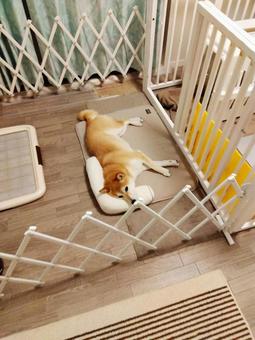 寝そべる柴犬 柴犬,愛犬,日本犬の写真素材