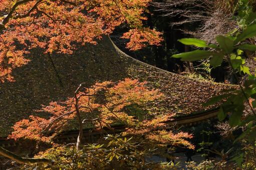 室生寺 室生寺,五重塔,国宝の写真素材