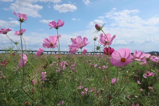 コスモス畑 コスモス畑 日本,風景,自然の写真素材
