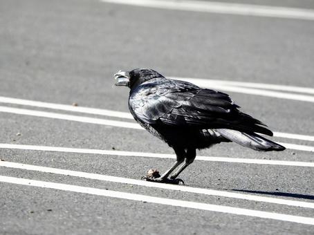 クルミを食むカラス クルミを食むカラスの写真
