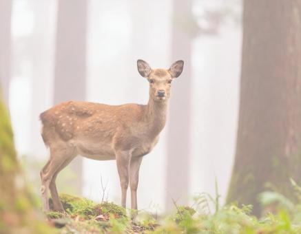 森の中で出会った鹿 森の中で出会った鹿の写真