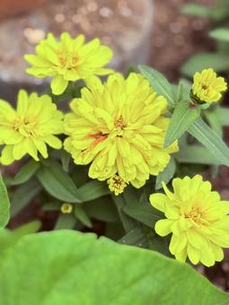 Zinnia, JPG