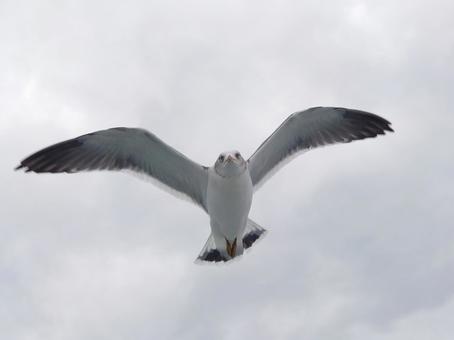 ウミネコ3の写真