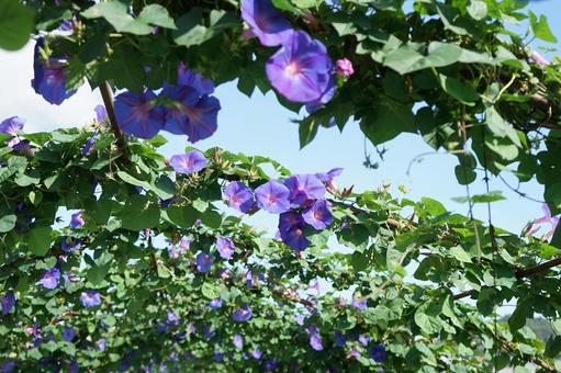 オーシャンブルー　琉球朝顔 琉球朝顔,オーシャンブルー,ヒルガオの写真素材