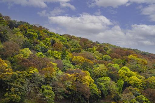 嵐山の紅葉 嵐山の紅葉 紅葉,秋,嵐山の写真素材
