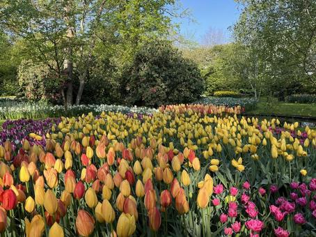キューケンホフ公園 キューケンホフ,チューリップ,アムステルダムの写真素材